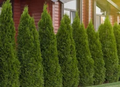 Hortiflora Pflanzenversand^Lebensbaum Thuja Occidentalis Smaragd Heckenpflanze 140-160Cm