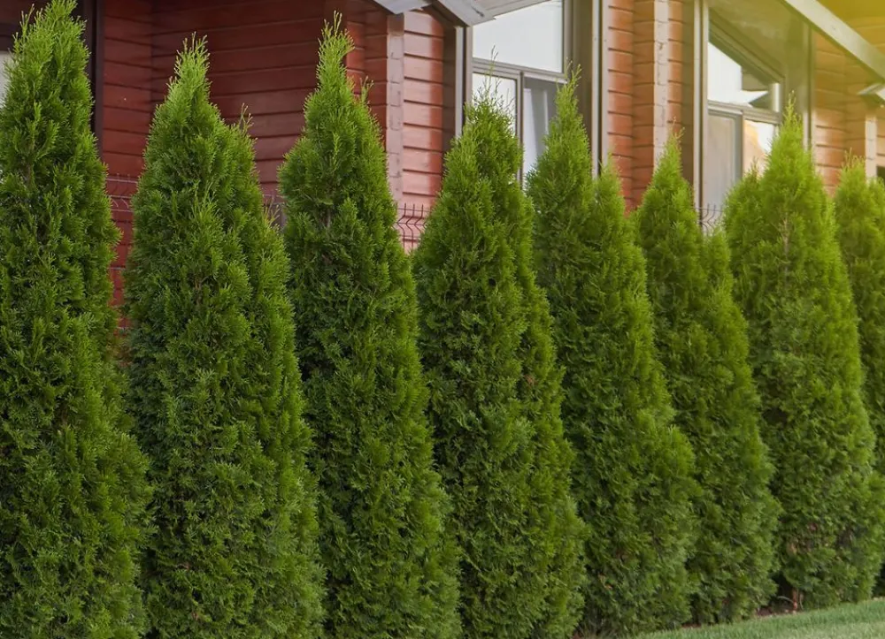 Hortiflora Pflanzenversand^Lebensbaum Thuja Occidentalis Smaragd Heckenpflanze 140-160Cm