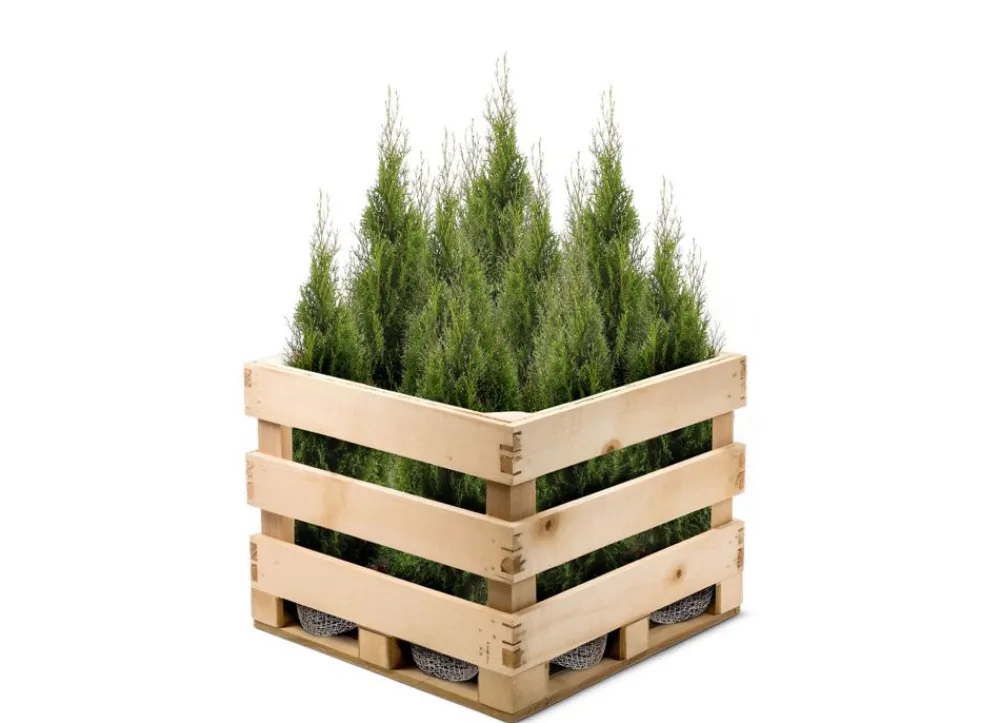 Hortiflora Pflanzenversand^Lebensbaum Thuja Occidentalis Smaragd Heckenpflanze 140-160Cm