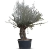 Hortiflora Pflanzenversand^Olivenbaum Olea Europea Bonsai 200-240Cm