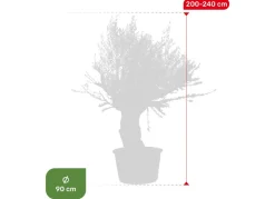 Hortiflora Pflanzenversand^Olivenbaum Olea Europea Bonsai 200-240Cm
