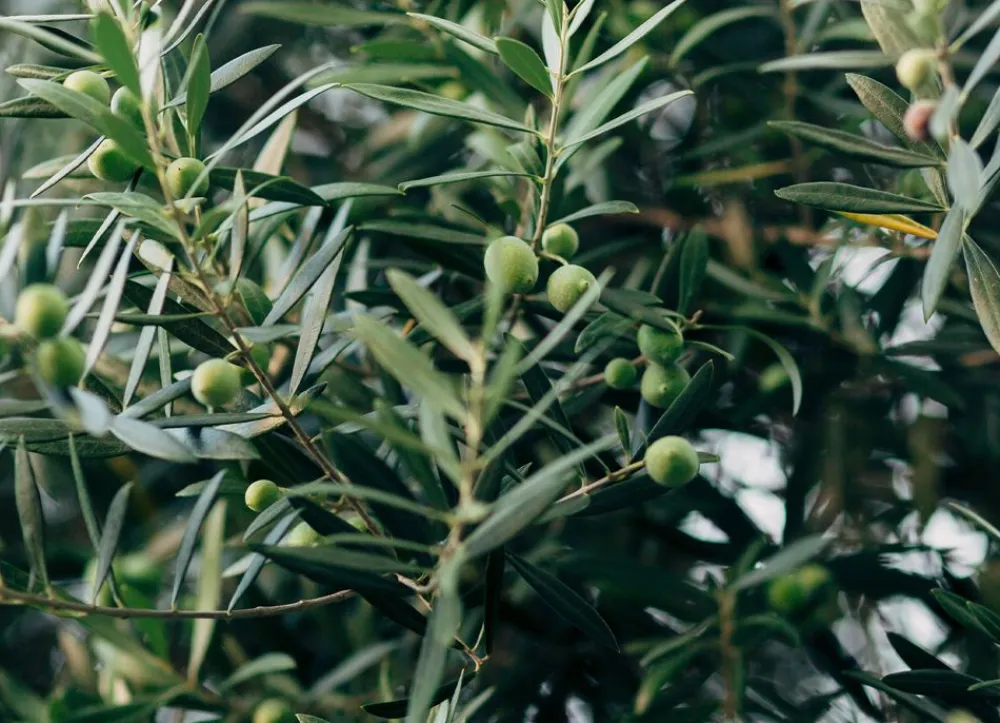 Hortiflora Pflanzenversand^Olivenbaum Olea Europea Bonsai 200-240Cm