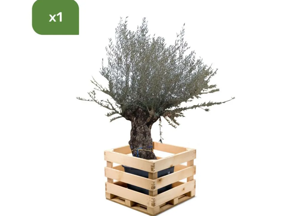 Hortiflora Pflanzenversand^Olivenbaum Olea Europea Bonsai 200-240Cm