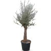 Hortiflora Pflanzenversand^Olivenbaum Olea Europea Old Skin 200-240Cm