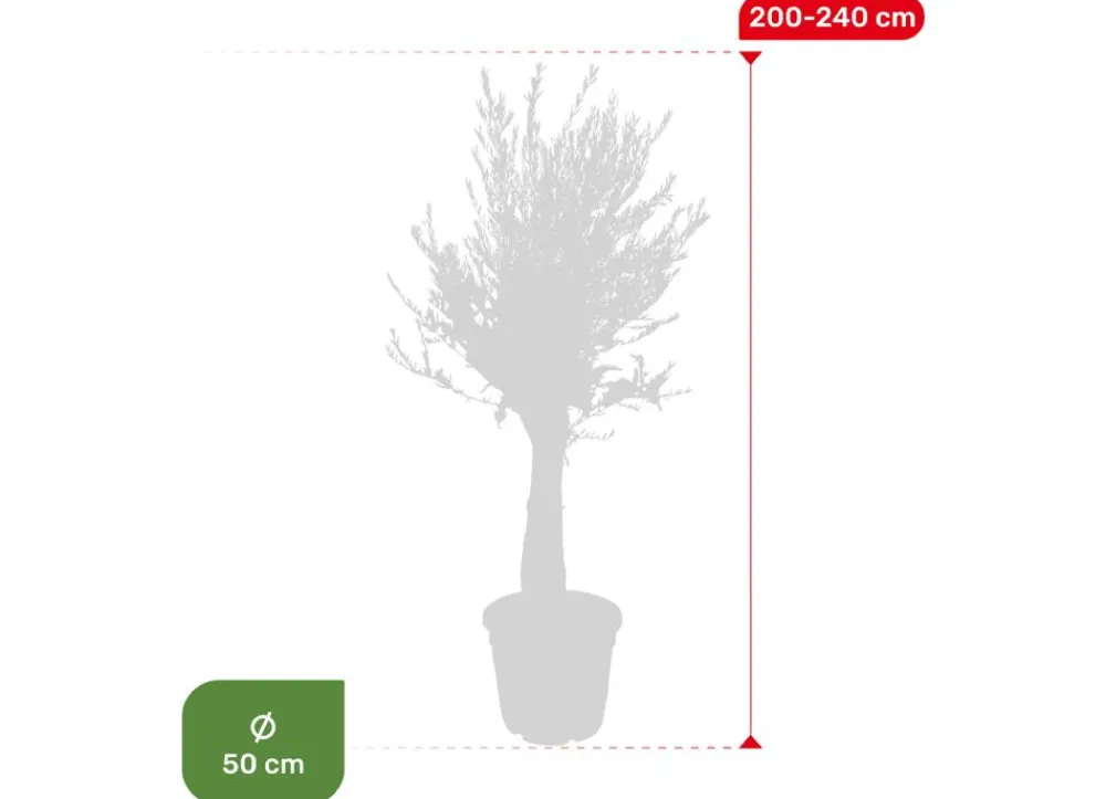 Hortiflora Pflanzenversand^Olivenbaum Olea Europea Old Skin 200-240Cm