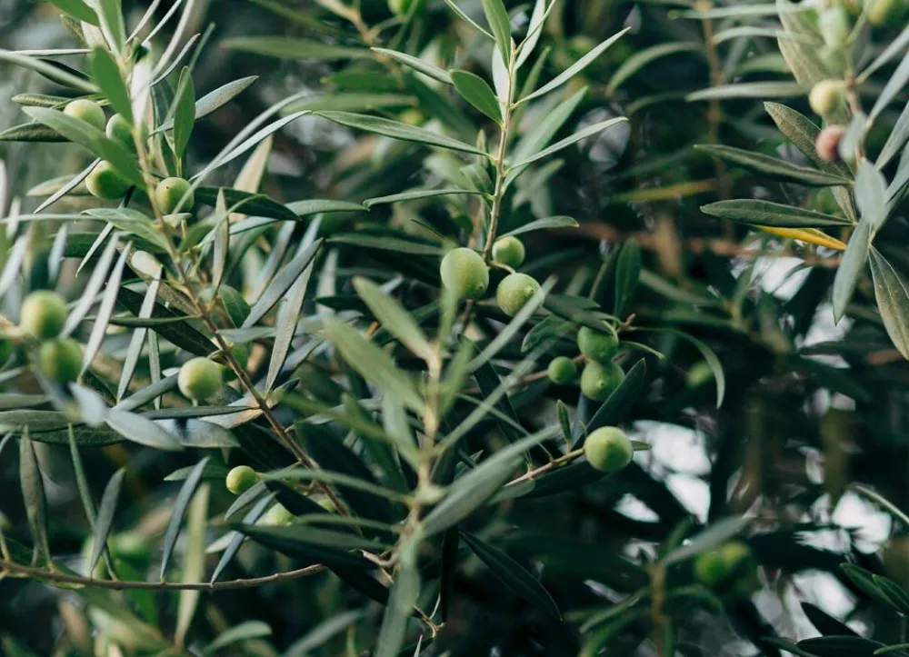 Hortiflora Pflanzenversand^Olivenbaum Olea Europea Old Skin 200-240Cm