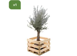 Hortiflora Pflanzenversand^Olivenbaum Olea Europea Old Skin 200-240Cm