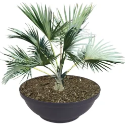 Pseudohersteller Pflanzkübel^Pflanzschale Misa 65X24Cm Anthrazit