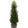 Hortiflora Pflanzenversand^Portugiesische Lorbeerkirsche Prunus Lusitanica Angustifolia Heckenpflanze 175-200Cm