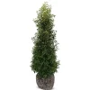 Hortiflora Pflanzenversand^Portugiesische Lorbeerkirsche Prunus Lusitanica Angustifolia Heckenpflanze 200-225Cm