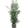 Hortiflora Pflanzenversand^Portugiesische Lorbeerkirsche Prunus Lusitanica Angustifolia Heckenpflanze 125-150Cm