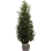 Hortiflora Pflanzenversand^Portugiesische Lorbeerkirsche Prunus Lusitanica Angustifolia Heckenpflanze 150-175Cm