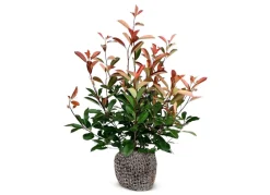 Hortiflora Pflanzenversand^Rote Glanzmispel Photinia Fraseri Red Robin Heckenpflanze 125-150Cm