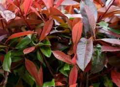 Hortiflora Pflanzenversand^Rote Glanzmispel Photinia Fraseri Red Robin Heckenpflanze 125-150Cm
