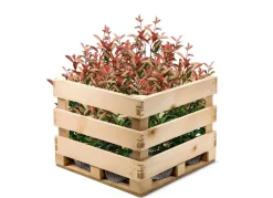 Hortiflora Pflanzenversand^Rote Glanzmispel Photinia Fraseri Red Robin Heckenpflanze 125-150Cm