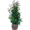 Hortiflora Pflanzenversand^Rote Glanzmispel Photinia Fraseri Red Robin Heckenpflanze 175-200Cm