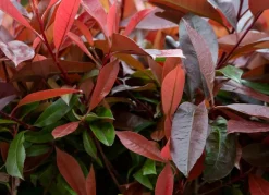 Hortiflora Pflanzenversand^Rote Glanzmispel Photinia Fraseri Red Robin Heckenpflanze 175-200Cm