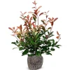 Hortiflora Pflanzenversand^Rote Glanzmispel Photinia Fraseri Red Robin Heckenpflanze 150-175Cm