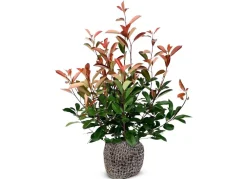Hortiflora Pflanzenversand^Rote Glanzmispel Photinia Fraseri Red Robin Heckenpflanze 150-175Cm