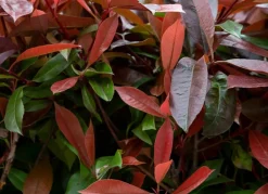 Hortiflora Pflanzenversand^Rote Glanzmispel Photinia Fraseri Red Robin Heckenpflanze 150-175Cm
