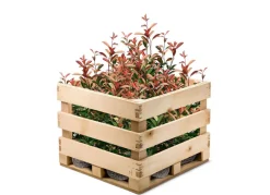 Hortiflora Pflanzenversand^Rote Glanzmispel Photinia Fraseri Red Robin Heckenpflanze 150-175Cm