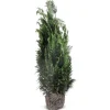Hortiflora Pflanzenversand^Scheinzypresse Heckenpflanze Chamaecyparis Lawsoniana Columnaris 120-140Cm