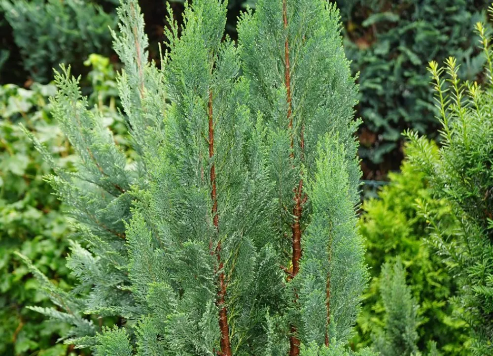 Hortiflora Pflanzenversand^Scheinzypresse Heckenpflanze Chamaecyparis Lawsoniana Columnaris 120-140Cm