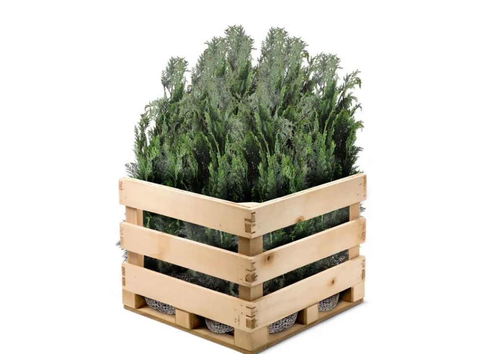 Hortiflora Pflanzenversand^Scheinzypresse Heckenpflanze Chamaecyparis Lawsoniana Columnaris 120-140Cm