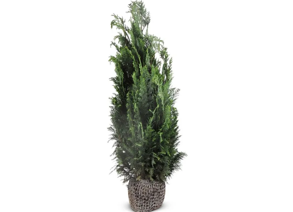 Hortiflora Pflanzenversand^Scheinzypresse Heckenpflanze Chamaecyparis Lawsoniana Columnaris 140-160Cm