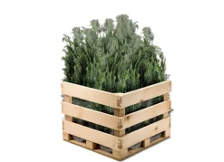 Hortiflora Pflanzenversand^Scheinzypresse Heckenpflanze Chamaecyparis Lawsoniana Columnaris 140-160Cm