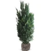 Hortiflora Pflanzenversand^Scheinzypresse Heckenpflanze Chamaecyparis Lawsoniana Columnaris 160-180Cm