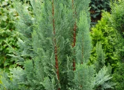 Hortiflora Pflanzenversand^Scheinzypresse Heckenpflanze Chamaecyparis Lawsoniana Columnaris 160-180Cm