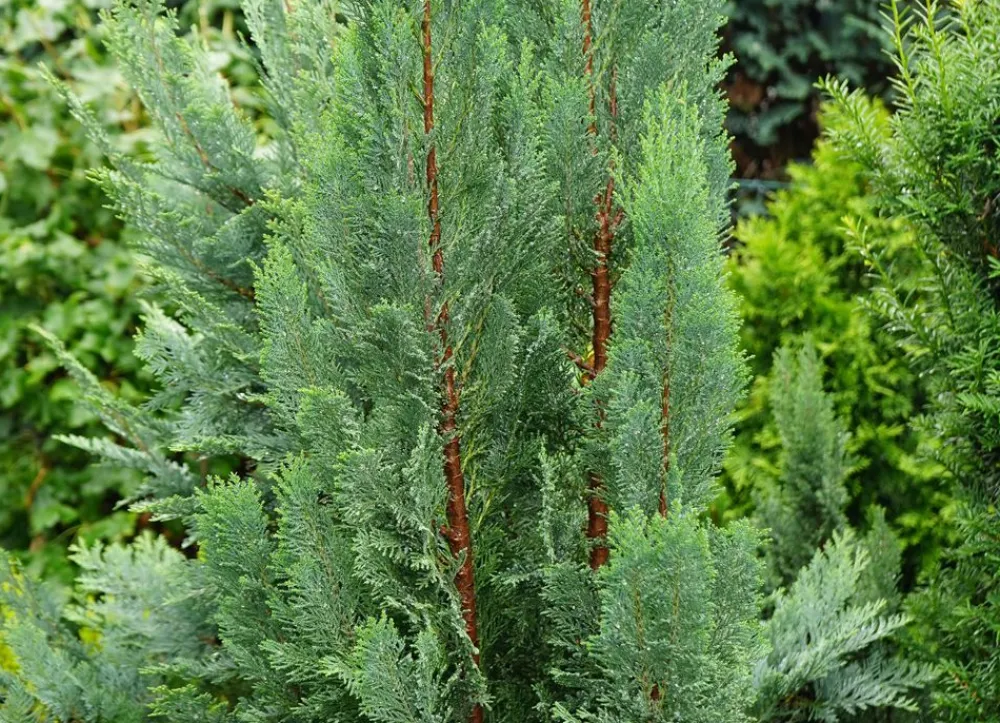 Hortiflora Pflanzenversand^Scheinzypresse Heckenpflanze Chamaecyparis Lawsoniana Columnaris 160-180Cm