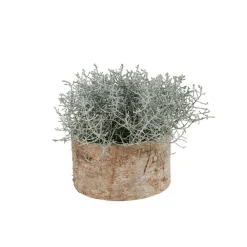 TP Pflanzkübel^Ubertopf Birkenstamm 16,5X9Cm