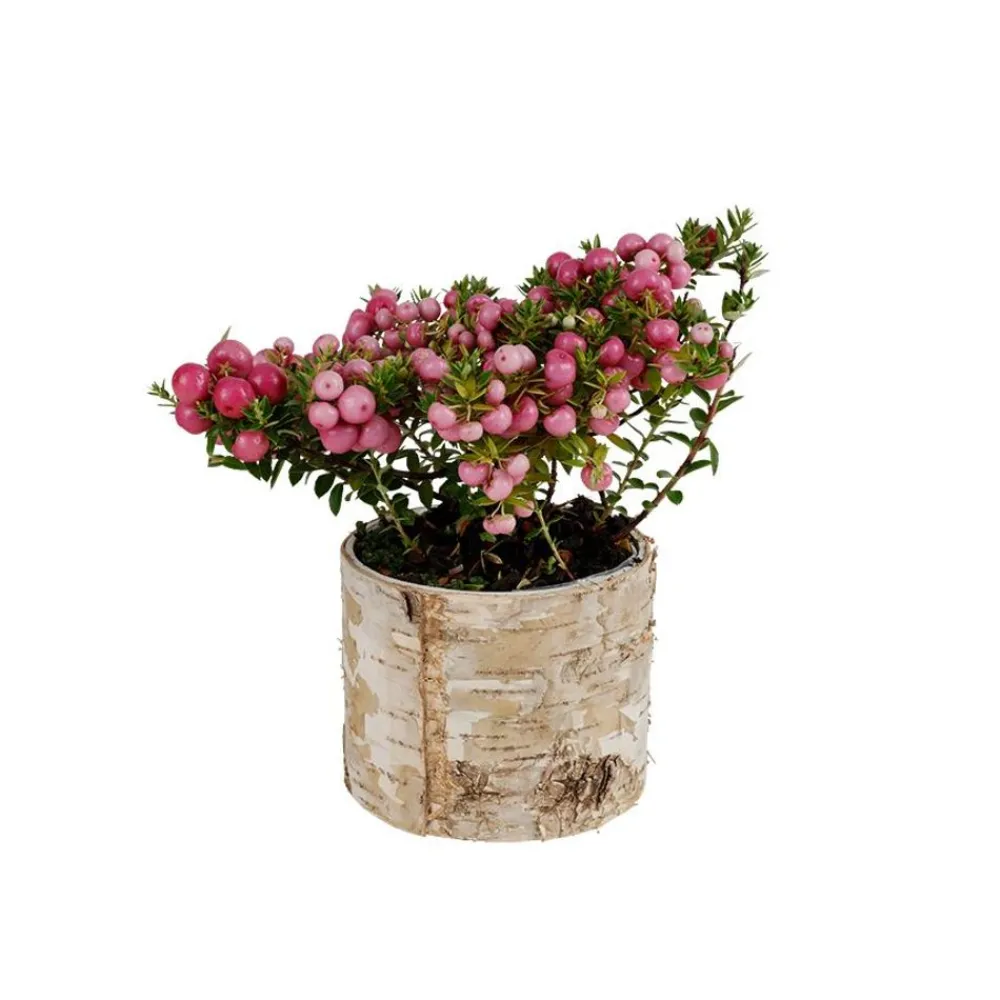 TP Pflanzkübel^Ubertopf Birkenstamm 11X9Cm
