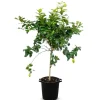 Hortiflora Pflanzenversand^Zitronenbaum Citrus Limon 140-160Cm