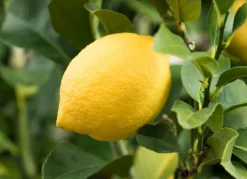 Hortiflora Pflanzenversand^Zitronenbaum Citrus Limon 140-160Cm