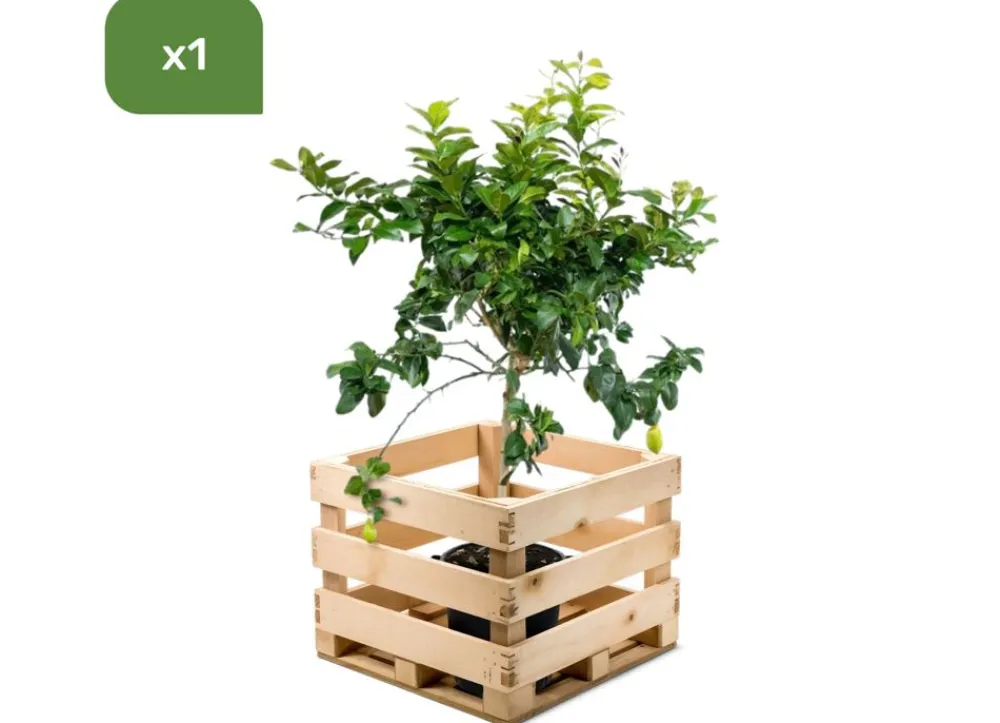 Hortiflora Pflanzenversand^Zitronenbaum Citrus Limon 140-160Cm