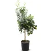 Hortiflora Pflanzenversand^Zwergorangenbaum Citrus Fortunella Kumquat 140-160Cm