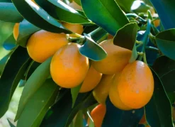 Hortiflora Pflanzenversand^Zwergorangenbaum Citrus Fortunella Kumquat 140-160Cm