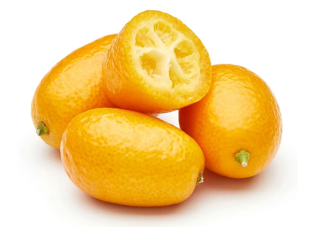 Hortiflora Pflanzenversand^Zwergorangenbaum Citrus Fortunella Kumquat 140-160Cm