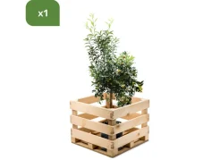 Hortiflora Pflanzenversand^Zwergorangenbaum Citrus Fortunella Kumquat 140-160Cm