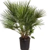 Hortiflora Pflanzenversand^Zwergpalme Chamaerops Humilis 110-130Cm