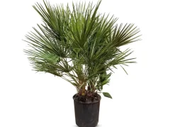 Hortiflora Pflanzenversand^Zwergpalme Chamaerops Humilis 110-130Cm