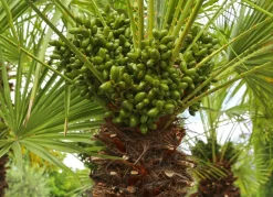 Hortiflora Pflanzenversand^Zwergpalme Chamaerops Humilis 110-130Cm