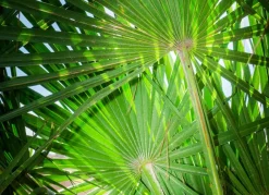 Hortiflora Pflanzenversand^Zwergpalme Chamaerops Humilis 110-130Cm